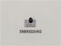 藏品(七星瓢蟲)的圖片